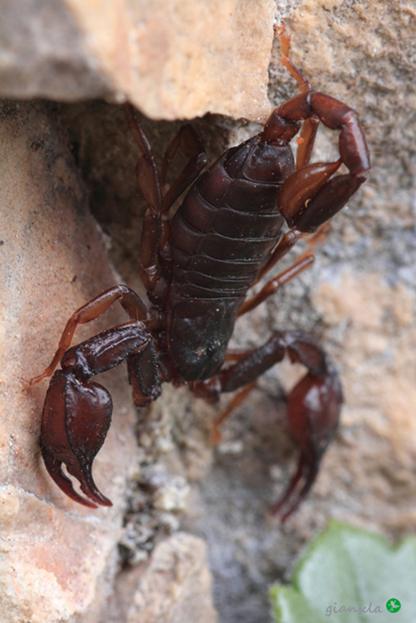 Euscorpius sp.